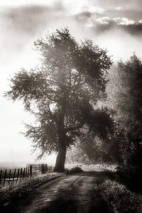 en noir et blanc, chemin de terre, brouillard, paysage, brume, à l’extérieur, route