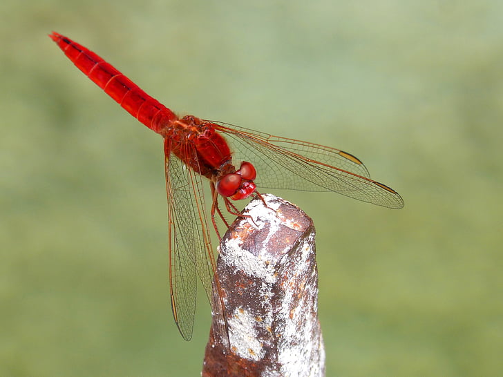 red dragonfly, erythraea crocothemis, sagnador scarlet, wetland, dragonfly