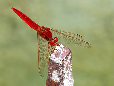 libellule rouge, crocothemis erythraea, sagnador écarlate, zones humides, libellule