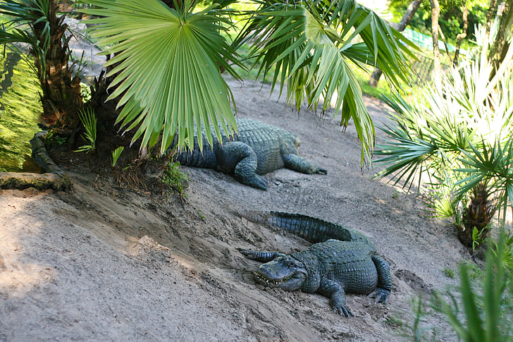Alligator, Park, Florida, reptielen, natuur, dierentuin, palmboom