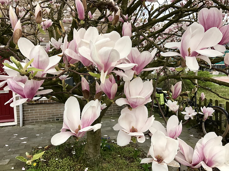 Magnolia, Taman, mekar, musim semi, alam, Belanda, Blossom