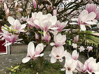 magnolija, sodas, žydėti, pavasarį, Gamta, Nyderlandai, žiedų