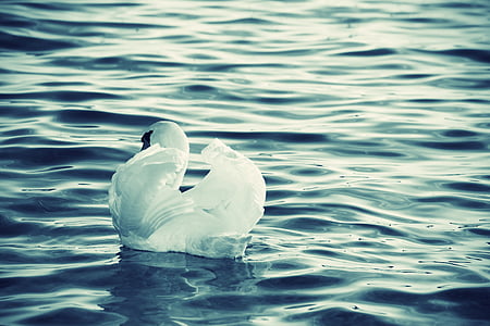 swan, lake, water, white, alone, feather, pond
