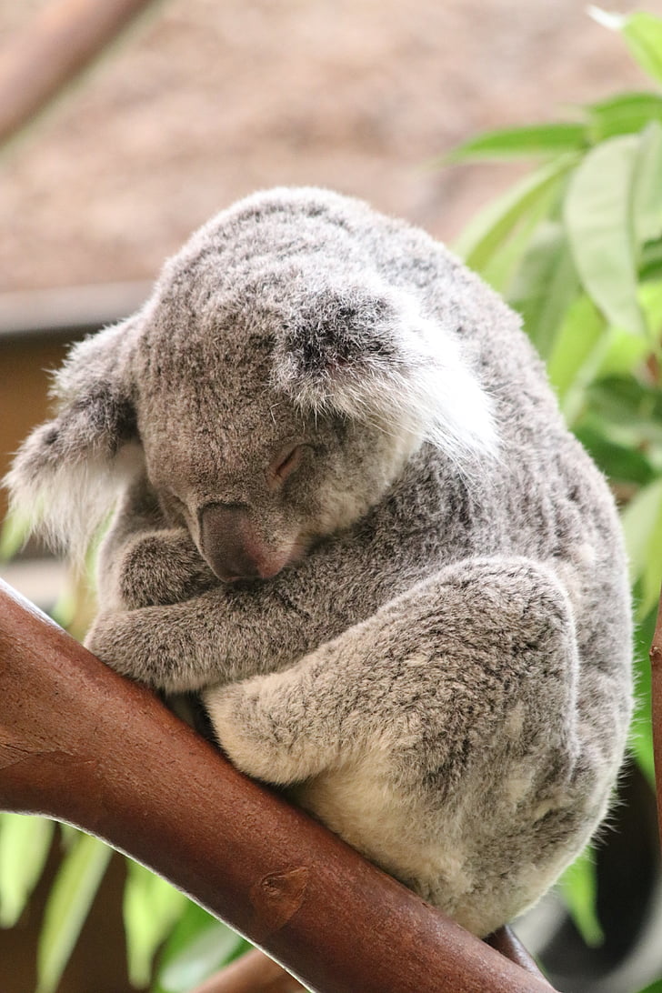 Koala, Karhu, Australia, eläinten, Söpö, Luonto, Wildlife