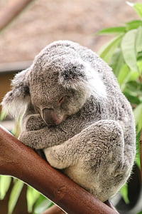 Koala, medveď, Austrália, zviera, milý, Príroda, voľne žijúcich živočíchov