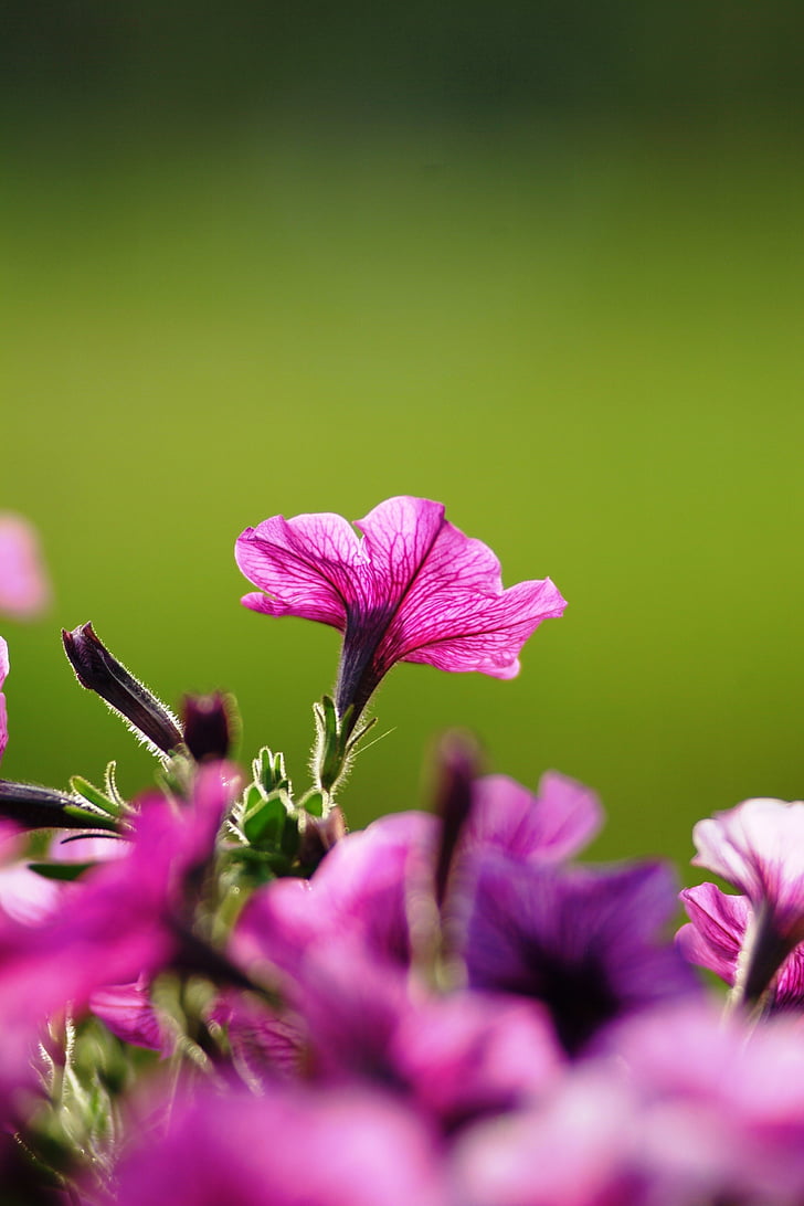 fleurs, violet, appareil photo, arrière-plan, fleur, fragilité, Purple