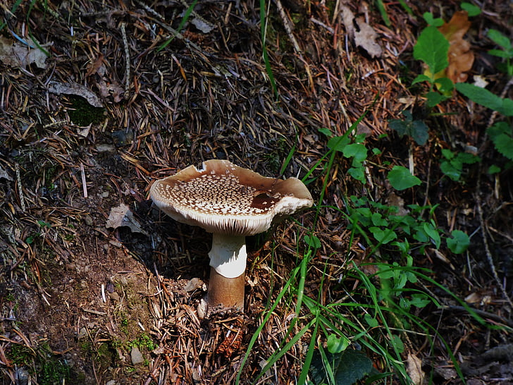 cogumelo, cogumelo marrom, Outono, fungo, natureza, floresta, comida