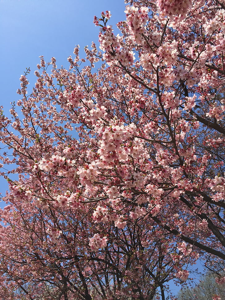 Tokió, tavaszi, cseresznye, Blossom, virág, kültéri, Park