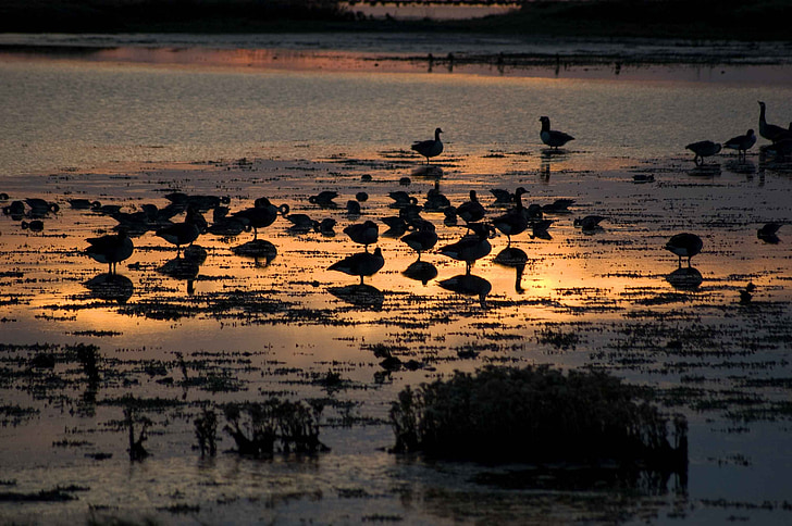 waterbirds, sunset, birds, wildlife, lake, twilight, water