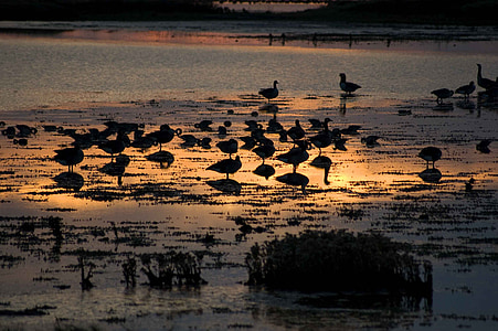 vodnih ptic, sončni zahod, ptice, prosto živeče živali, jezero, somrak, vode