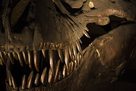 London, Museum, historie, dinosaur, Naturhistorisk museum, knogler, tænder