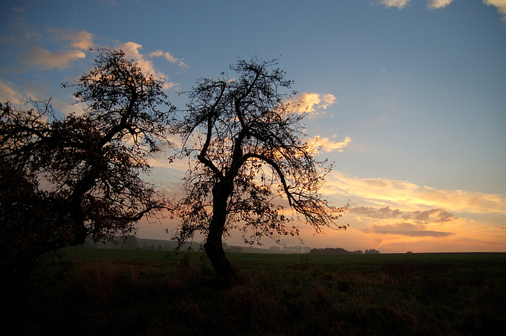 abendstimmung, landscape, tree, twilight, sunset, silhouette