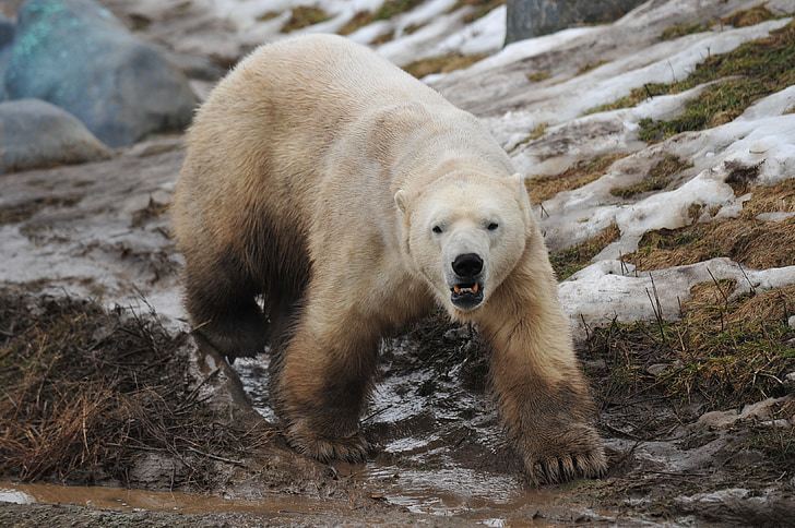 หมีขั้วโลก, สัตว์, สัตว์ป่า, สวนสัตว์, อาร์กติก, เลี้ยงลูกด้วยนม