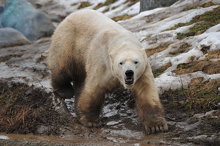 ours polaire, animal, faune, Zoo, Arctique, mammifère