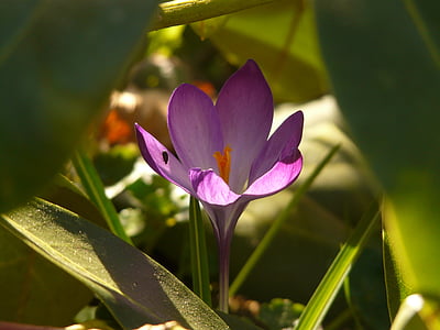 crocus, spring, purple, plant, blossom, bloom, garden