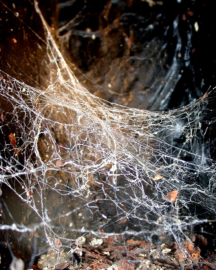 réseau, Trap, araignée, Web, Jumble, toile d’araignée, gros plan
