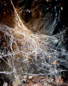 mạng lưới, cái bẫy, nhện, web, mớ bòng bong, Spider web, cận cảnh