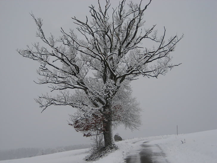 sníh, Zimní, strom, Zimní, Příroda, Les, studené - teplota