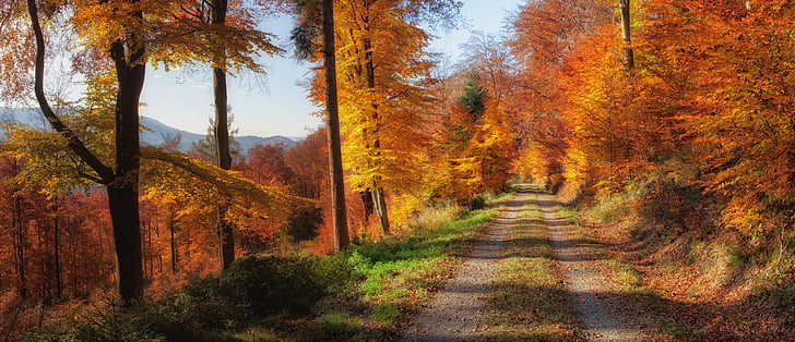 Есен, Есенно настроение, Есенна гора, цветни листа, листа, есента цвят, дървета