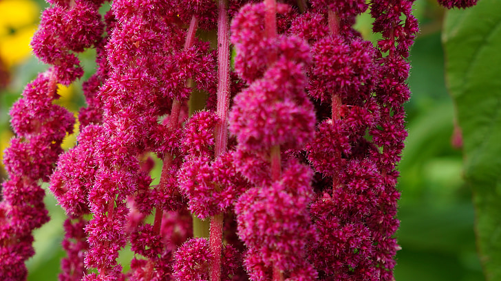 květ, květ, Bloom, růžová, Příroda, závod, Zavřít