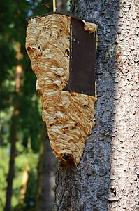 birdhouse, hornet, hornet's nest, mine, insect, nest