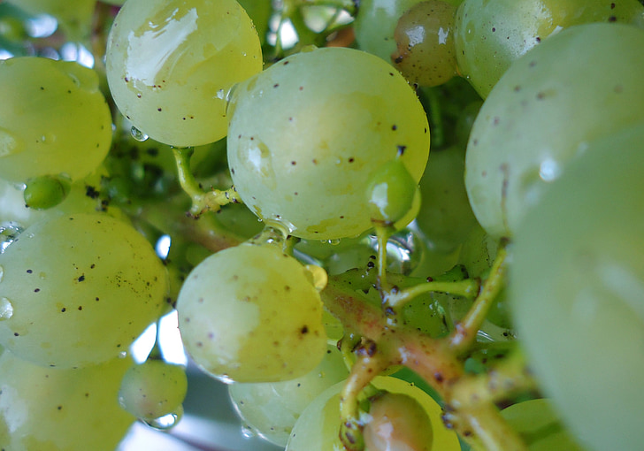 vynuogės, vaisių, balta, žalia, mielas, valgyti, vaisiai