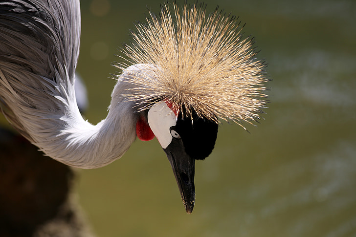 crowned crane, crown, crest, head, closeup