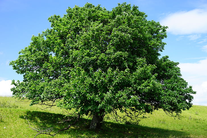 árvore, único em pé, maar de Rand ecker, whitebeam real, Sorbus aria, Haw, Sorbus