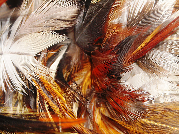 Feather, kana, valge, oranž, punane