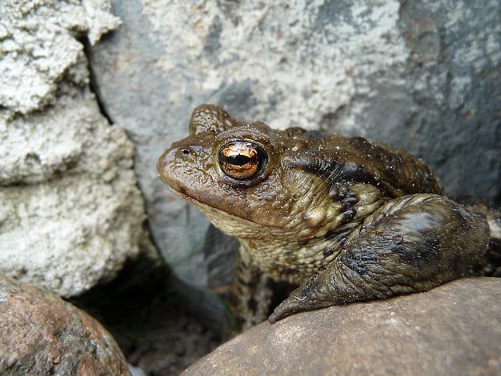 toad, common toad, bufo bufo, nature, garden, animal lover, brown