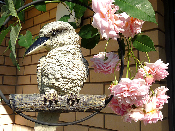 Kookaburra, avec, roses