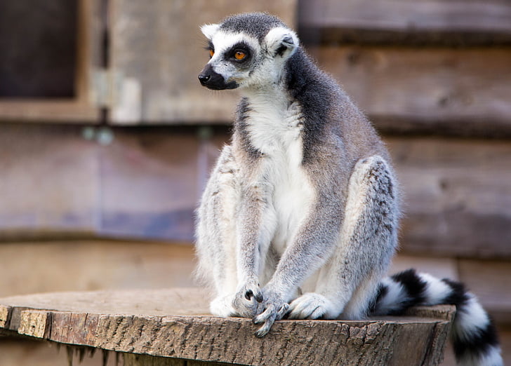 Lemur, inel cu coada, primat, faunei sălbatice, natura, animale, mamifer