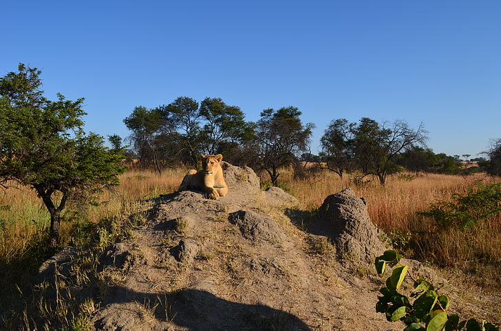 lavovi, stijene, životinje, Afrika, biljni i životinjski svijet, mladunče, priroda