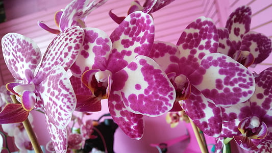 фиолетовый, Орхидея, Блум, цветок, Фаленопсис, пятнистый