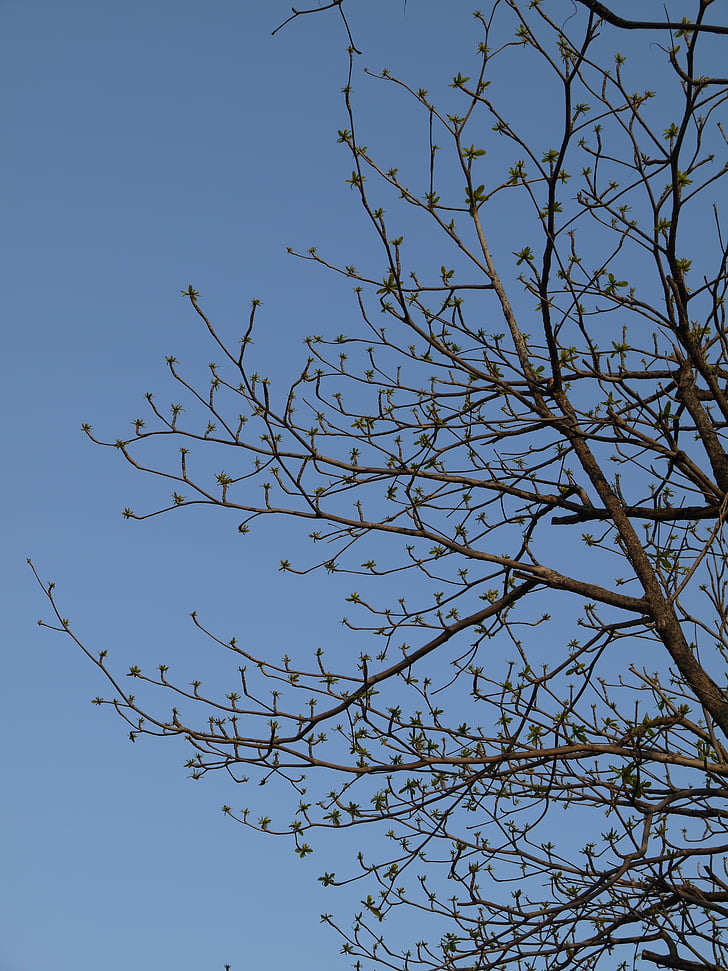 tree, branches, spring, sky, blue