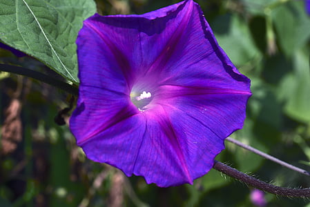 Pétunia violet, affixe, macro, été, fleurs, nature, fleur