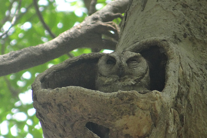 Ấn Độ Herot owl, Otus bakkamoena, Owl, strigidae, cây rỗng, thích hợp, làm tổ