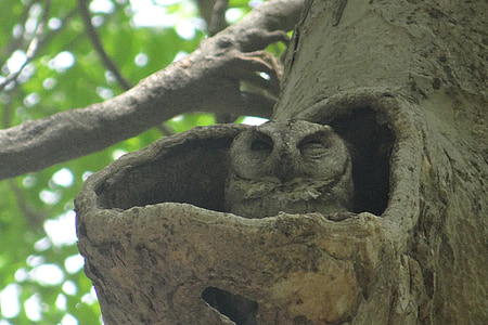 indian scops owl, otus bakkamoena, owl, strigidae, tree hollow, niche, nest