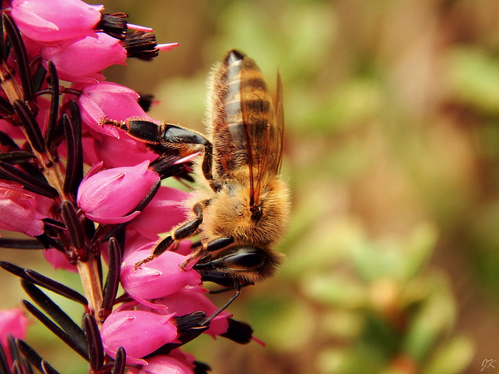 Bee, close-up, blomster, insekt, makro, natur, bestøvning