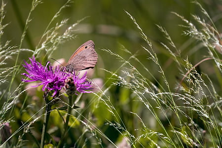 je Chrpa paruky, motýl, hnědá louka, špičaté květina, louka, Příroda, květ