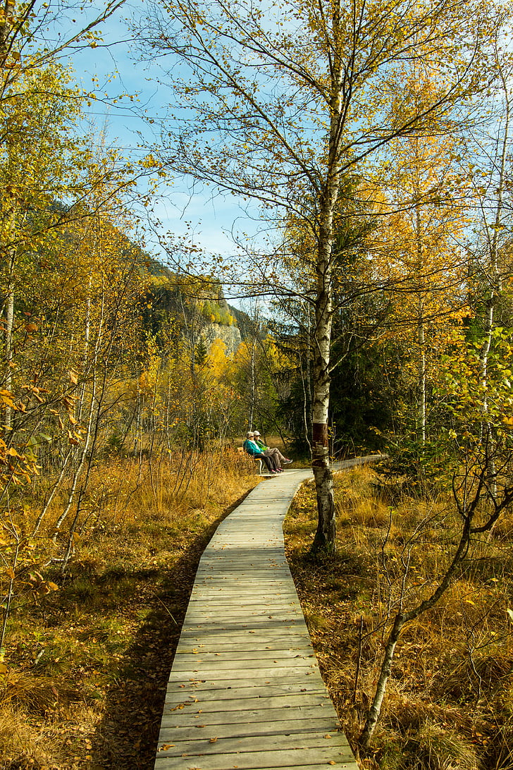 Syksy, metsän polkua, puinen track, Moor, syksyn lehtiä, Patikointi, syksyllä metsä