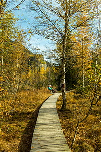 jesen, Šumski put, drvena staza, vez, jesen lišće, planinarenje, jesenje šume