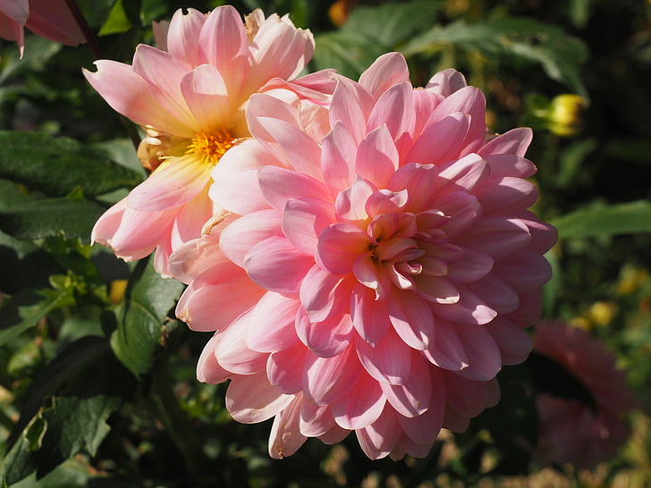 Dahlia, Hoa, màu hồng, Sân vườn, mùa hè, Blossom, màu cánh hoa