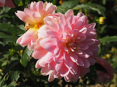 Dahlia, kukka, vaaleanpunainen, Puutarha, kesällä, Blossom, vaalean terälehtiä