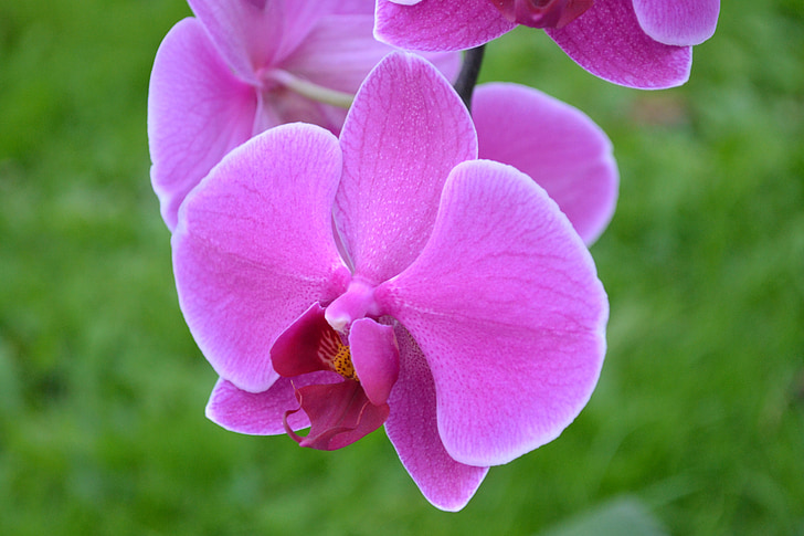 Orchid, bloem, roze, natuur, kleurrijke, gekleurde, groen