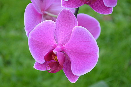 orhideja, cvijet, roza, priroda, šarene, u boji, zelena