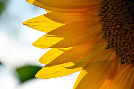 auringonkukka, kasvi, kukinta, keltainen, kesällä, kukka, Sun