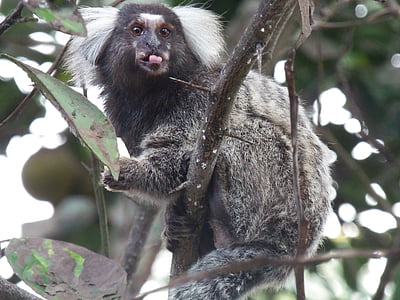 monos tití, naturaleza, idioma, mono, Rio tinto, animal, flora y fauna