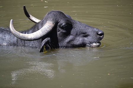 water buffalo, wild, animal, swim, nature, horns
