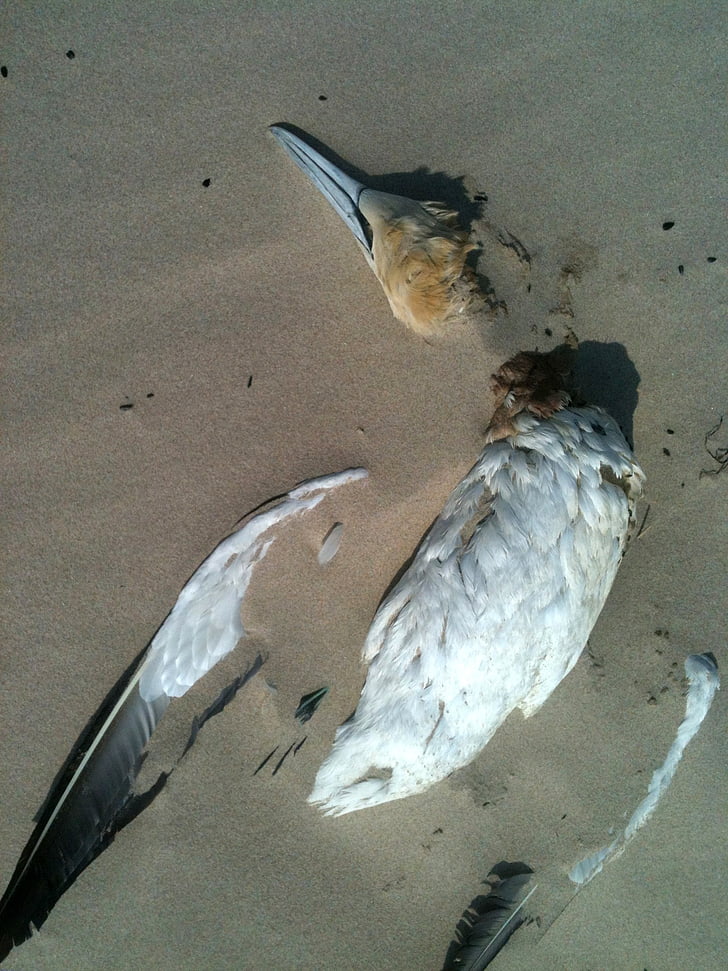 นก, ชายหาด, ทราย, นกนางนวล, ตาย
